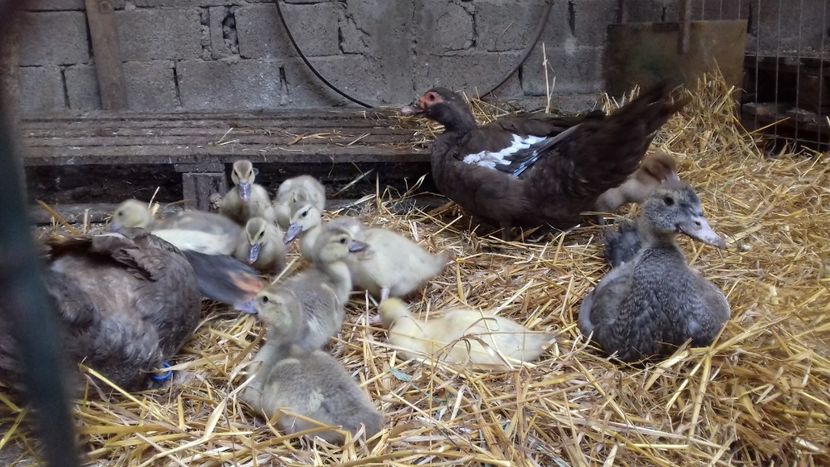  - Bomboane asortate 2019