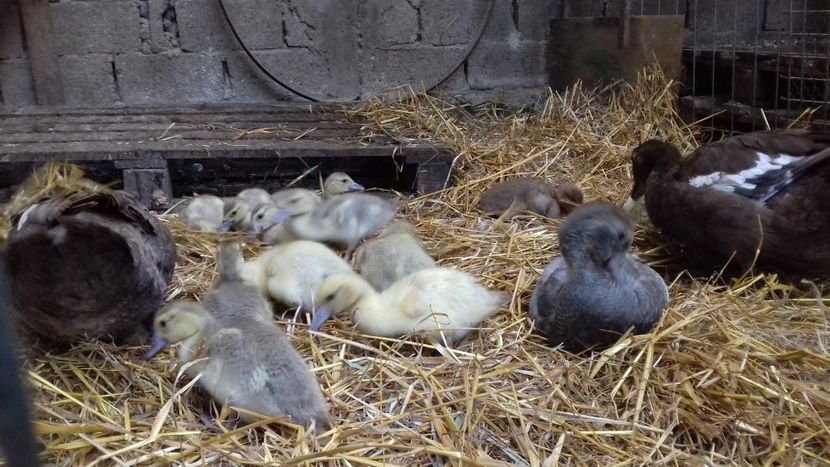  - Bomboane asortate 2019