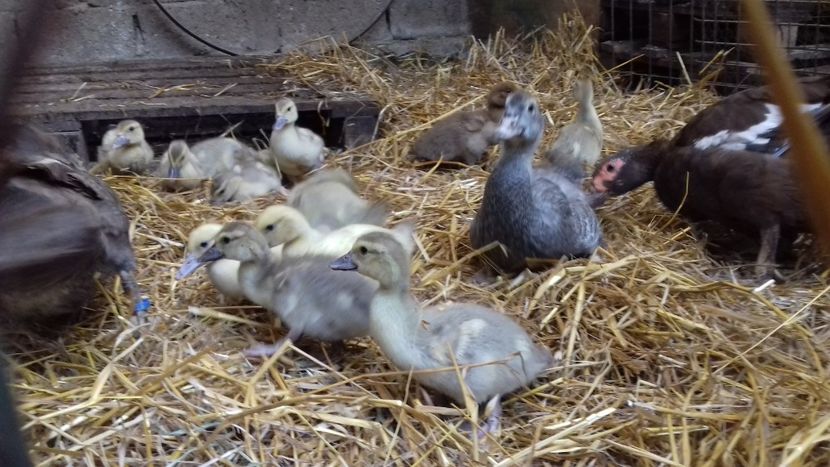  - Bomboane asortate 2019