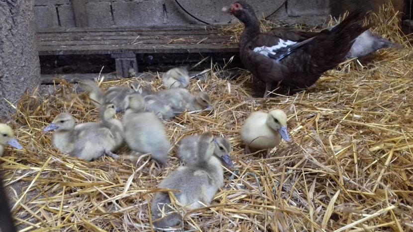  - Bomboane asortate 2019