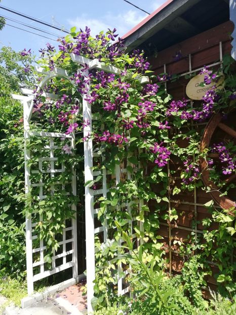  - Clematis