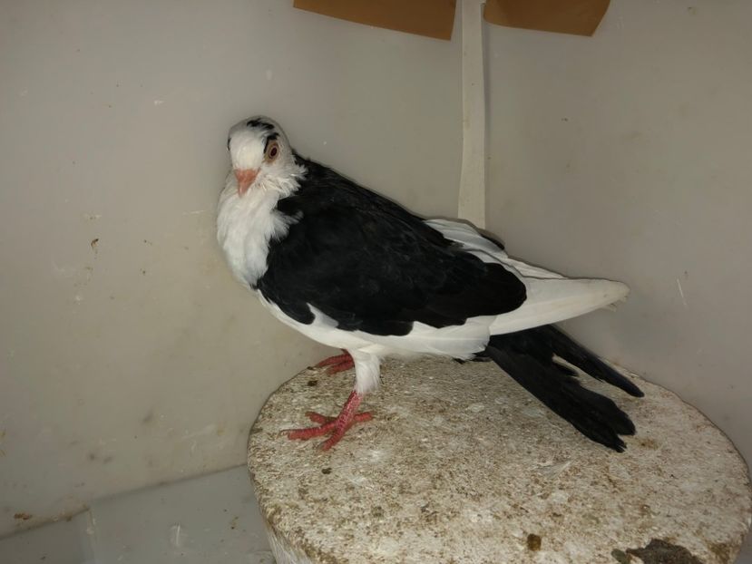 7087  femelă  2019 - Plecați ALBUM 2