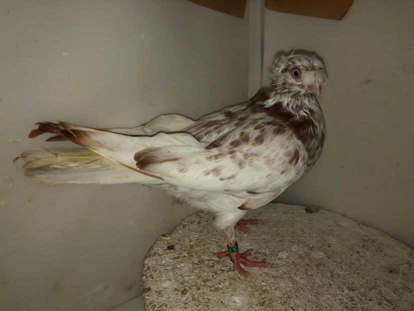 7066  femelă  2019 - Plecați ALBUM 2