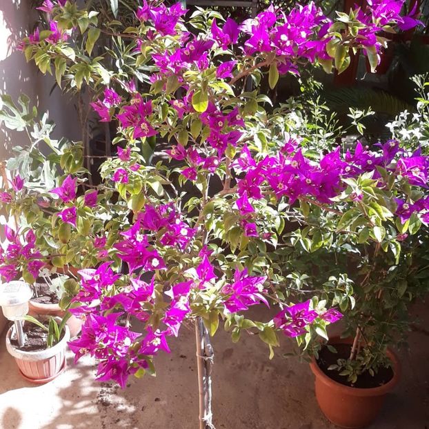  - Bougainvillea 2019-2020