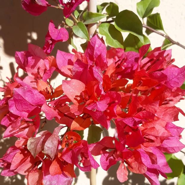  - Bougainvillea 2019-2020