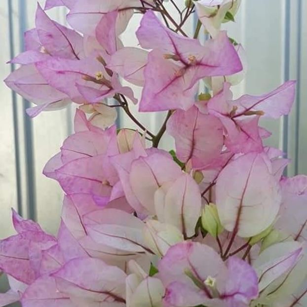  - Bougainvillea 2019-2020