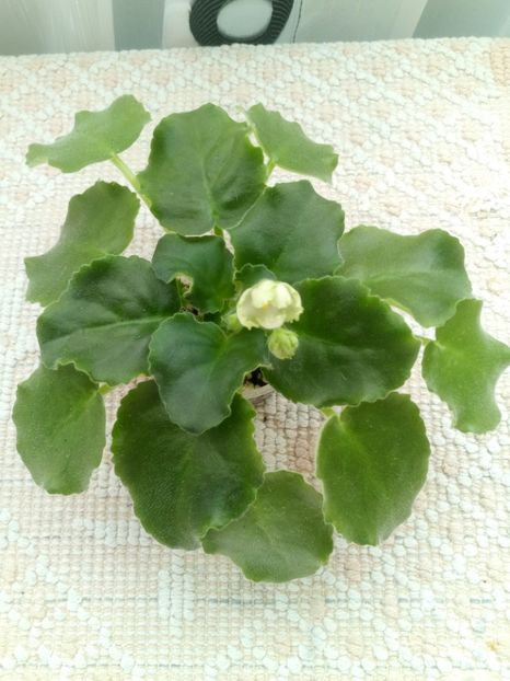 6 sept - ZZ LE Posledneye Dikhanie Zimy