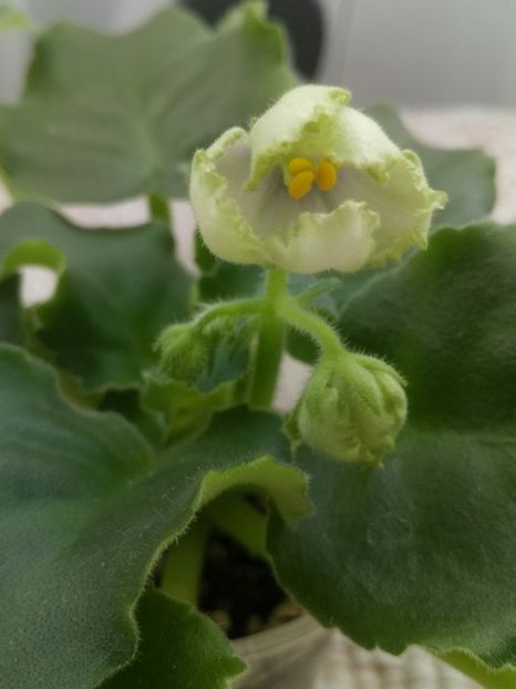 6 sept - ZZ LE Posledneye Dikhanie Zimy