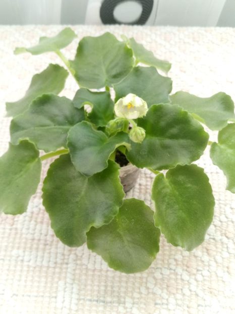 6 sept - ZZ LE Posledneye Dikhanie Zimy