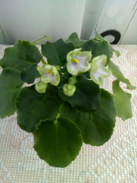 19 sept - ZZ LE Posledneye Dikhanie Zimy