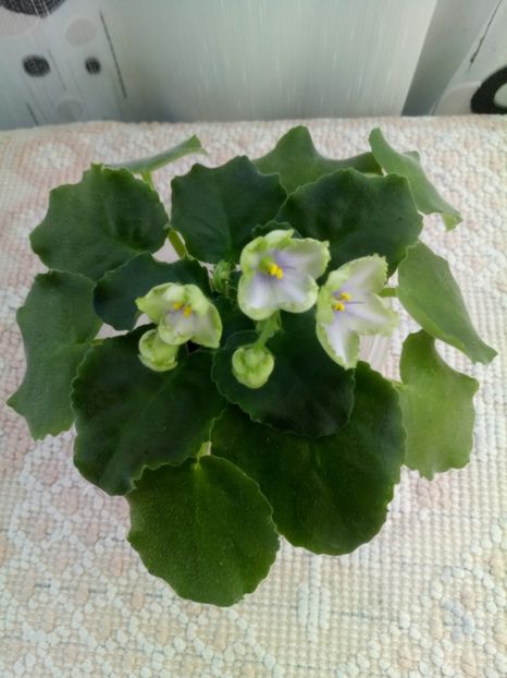 19 sept - ZZ LE Posledneye Dikhanie Zimy