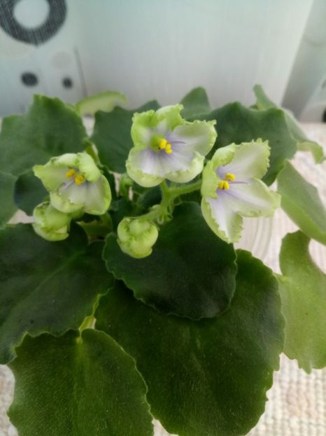 19 sept - ZZ LE Posledneye Dikhanie Zimy