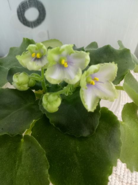 19 sept - ZZ LE Posledneye Dikhanie Zimy