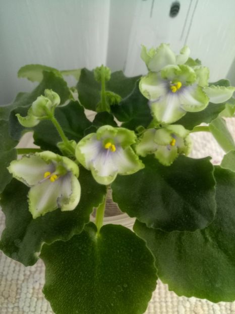 30 sept - ZZ LE Posledneye Dikhanie Zimy