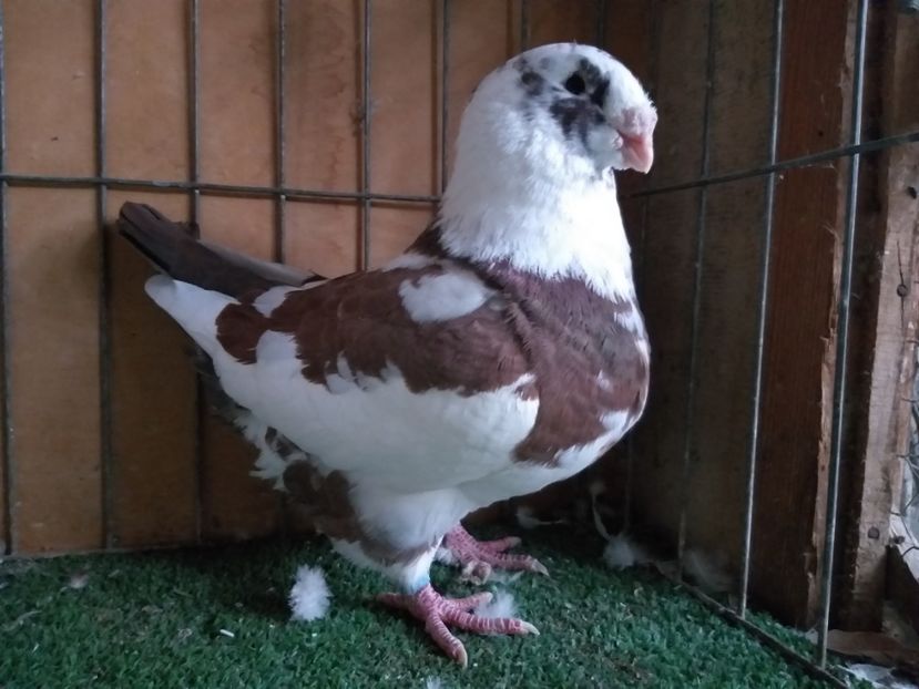 M 2018 - De vanzare 2019