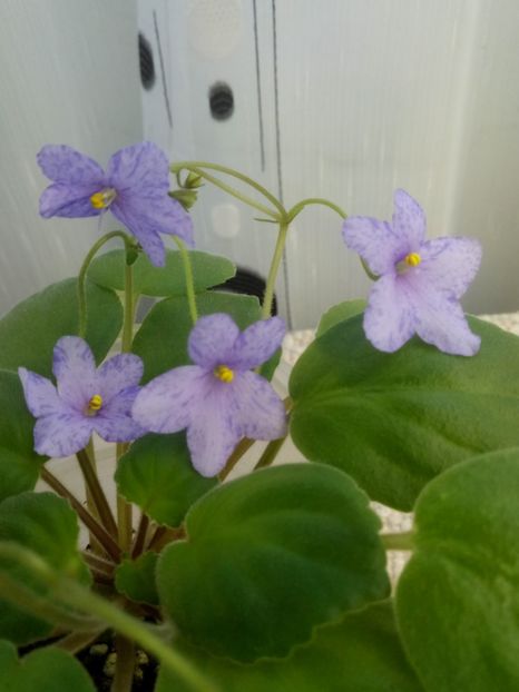 30 oct - Allegro Appalachian Trail