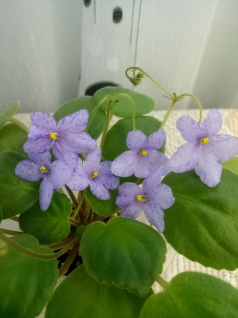 30 oct - Allegro Appalachian Trail