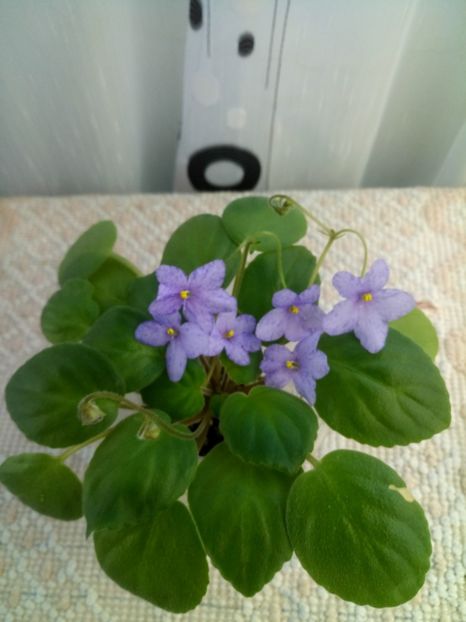 30 oct - Allegro Appalachian Trail