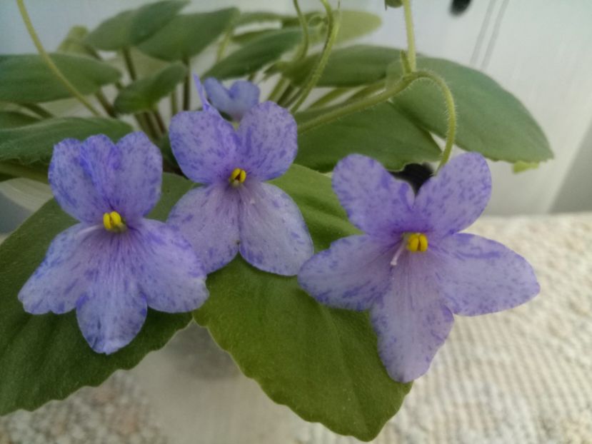 30 oct - Allegro Appalachian Trail