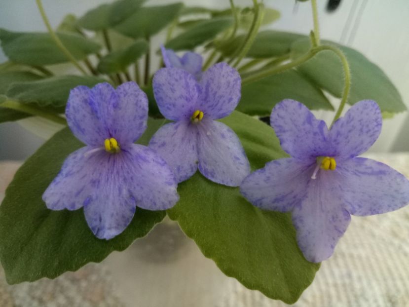 30 oct - Allegro Appalachian Trail