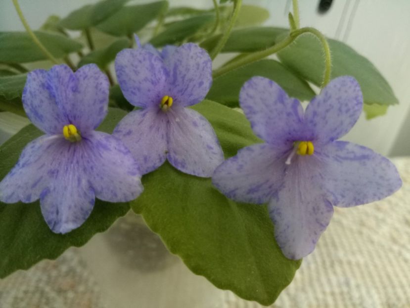 30 oct - Allegro Appalachian Trail