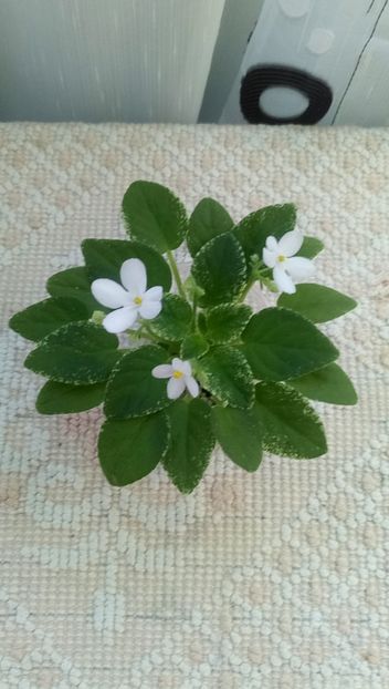 25 aug - Alan s Fallen Angel