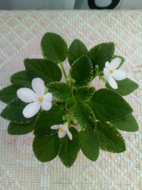 25 aug - Alan s Fallen Angel