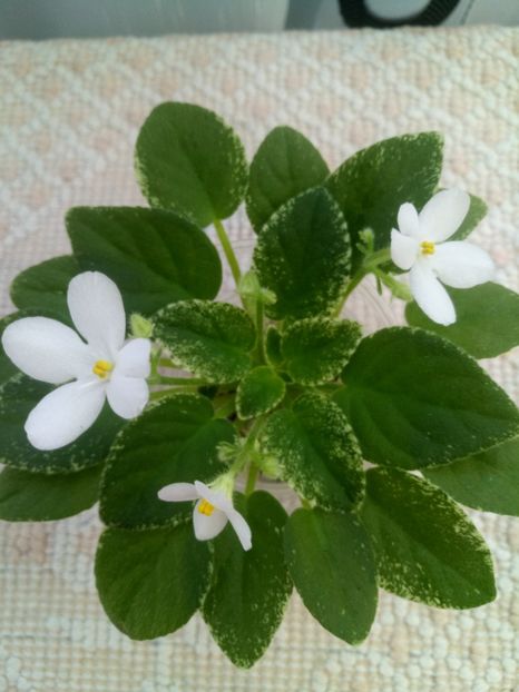 25 aug - Alan s Fallen Angel