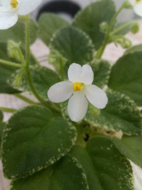 25 aug - Alan s Fallen Angel