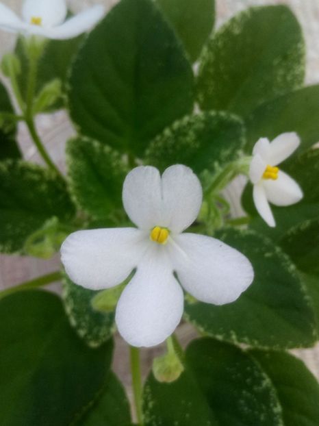 25 aug - Alan s Fallen Angel