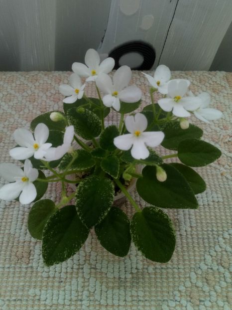 6 sept - Alan s Fallen Angel