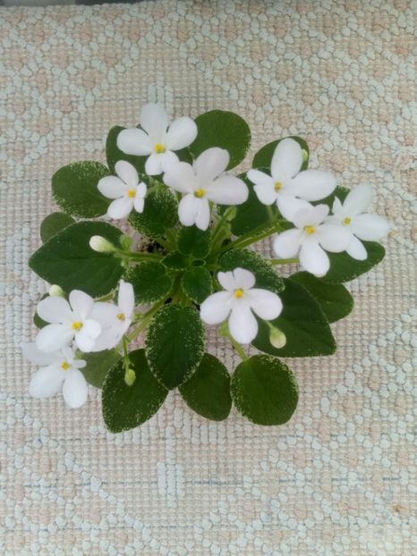 6 sept - Alan s Fallen Angel