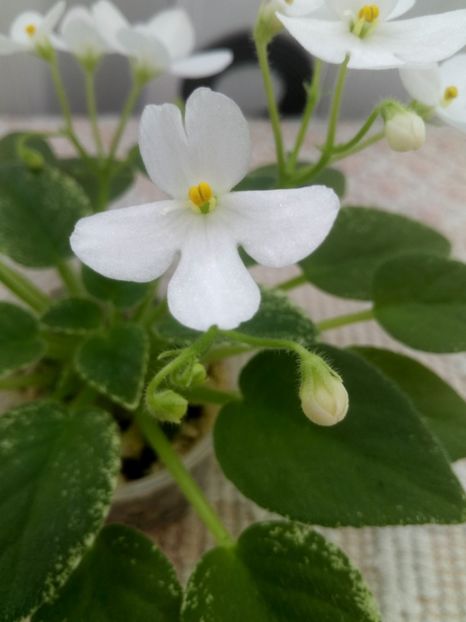 6 sept - Alan s Fallen Angel