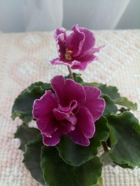 6 sept - ZZ LE Ognennyi Motilki -LE Fire Moths