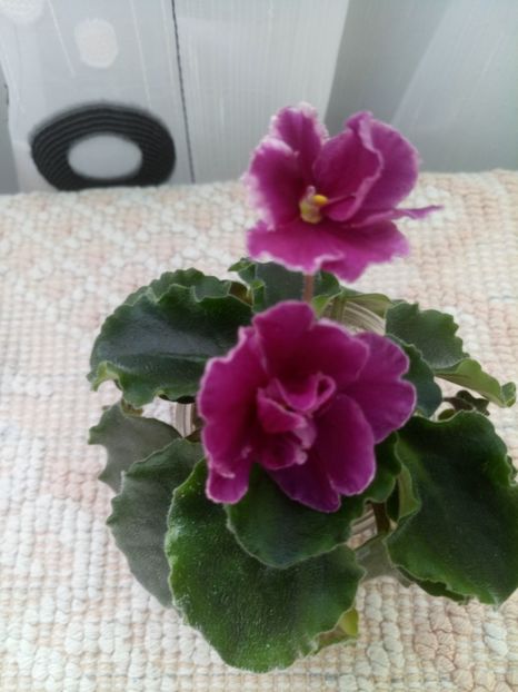 6 sept - ZZ LE Ognennyi Motilki -LE Fire Moths