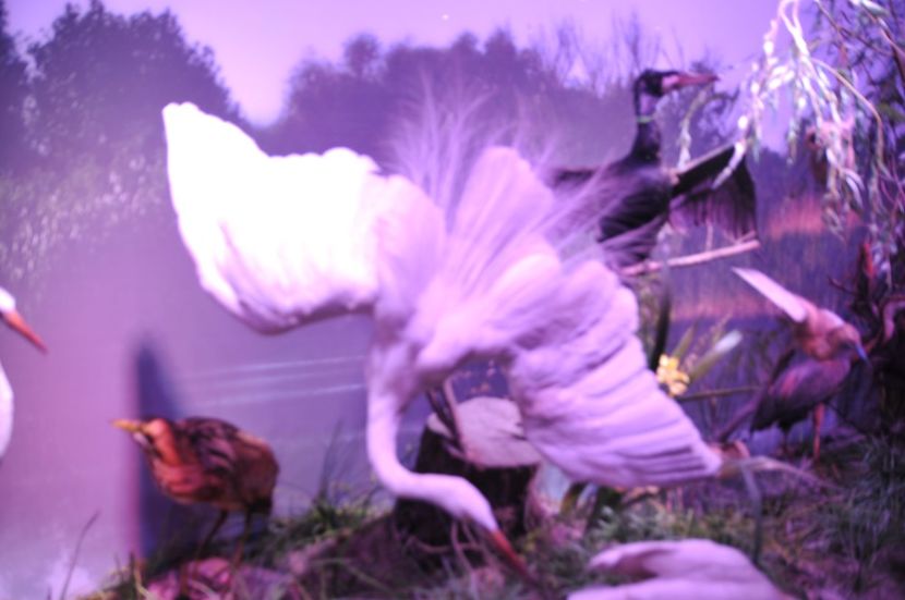  - 2017poze 30 12 2017