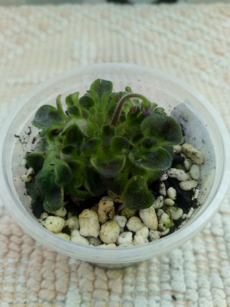 6 sept - ZZ Senk s Girl Wasp