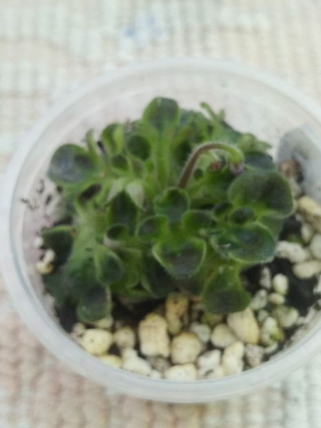 6 sept - ZZ Senk s Girl Wasp