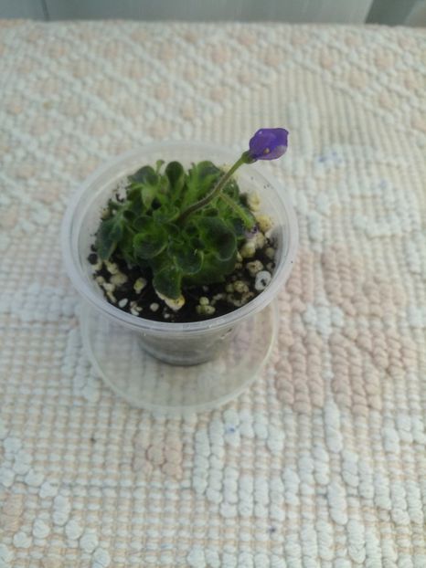 19 sept - ZZ Senk s Girl Wasp