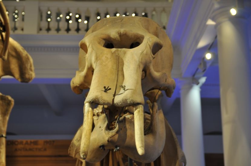  - 2017poze 30 12 2017