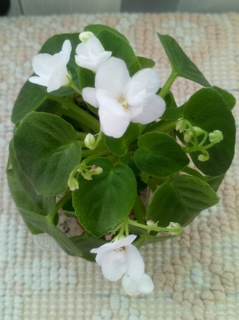 6 sept - Ramblin Silver