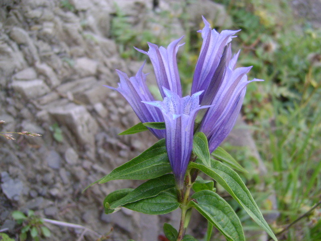 DSC04449 - FLORI SALBATICE