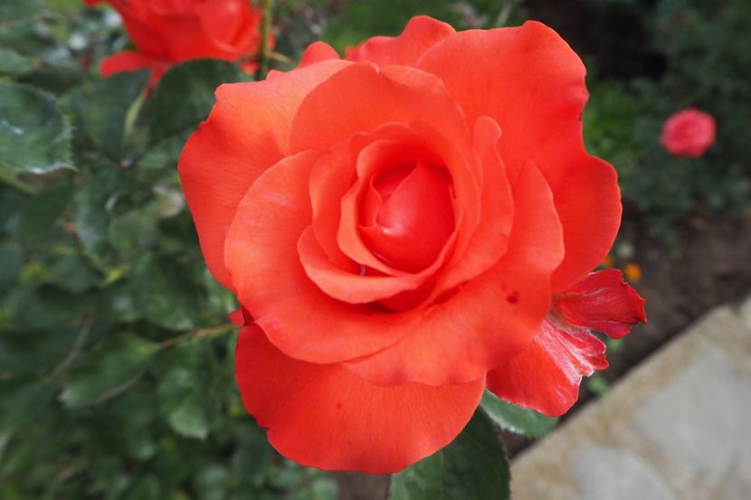 P9070001 - 2018_09_07