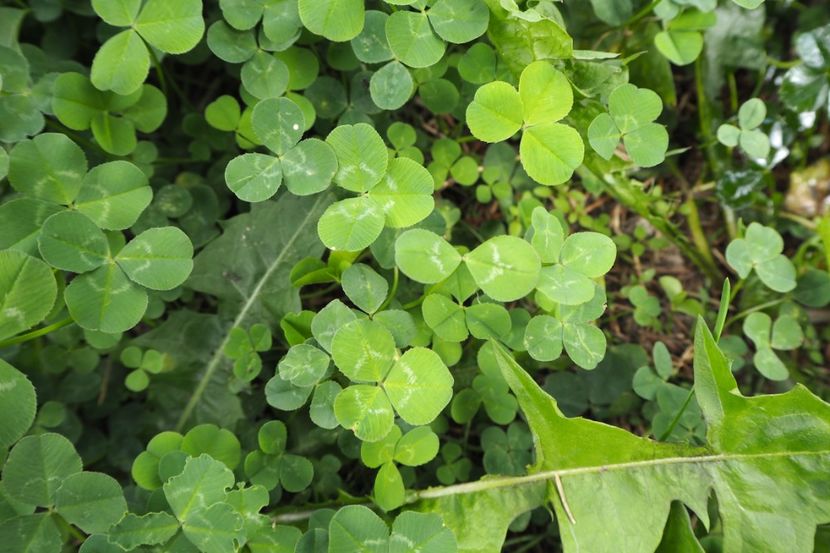 P9070007 - 2018_09_07