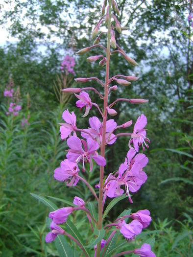 DSC04451 - FLORI SALBATICE