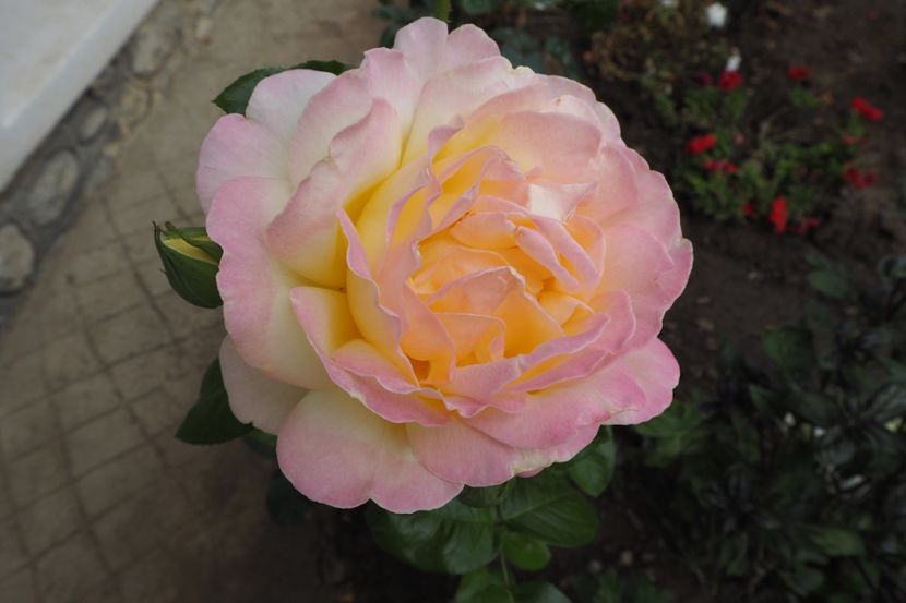 P9070027 - 2018_09_07