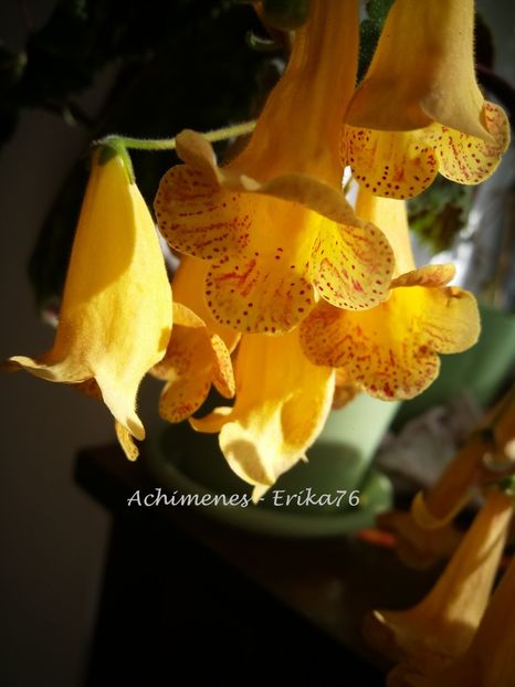  - 01 - Smithiantha 2019