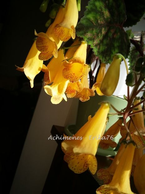  - 01 - Smithiantha 2019