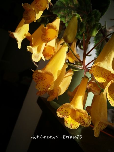  - 01 - Smithiantha 2019