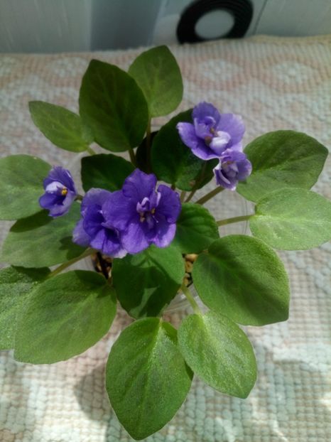 18 august - ZZ Little Chatterbox